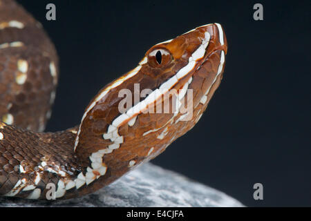 Cantil / Agkistrodon bilineatus Stock Photo