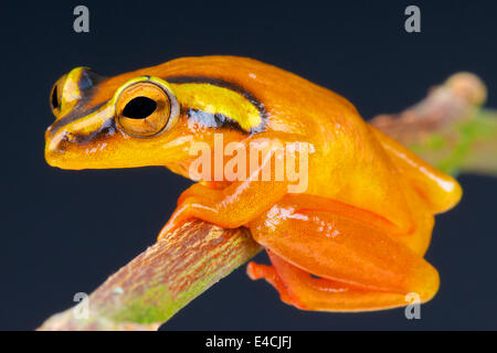 Golden sedge frog / Hyperolius puncticulatus Stock Photo