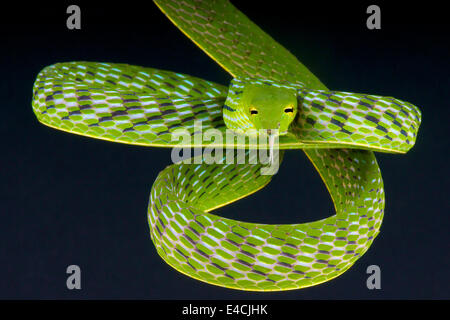 Vine snake / Ahaetulla prasina Stock Photo