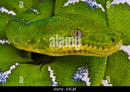 Emerald tree boa / Corallus caninus Stock Photo