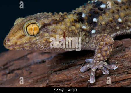 Thick toed gecko / Chondrodactylus turneri Stock Photo