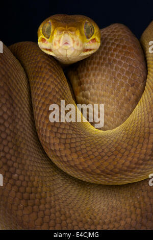 Amazon tree boa / Corallus hortulanus Stock Photo