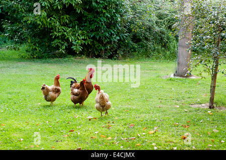 A cockerel and his hens on grass lawn Stock Photo