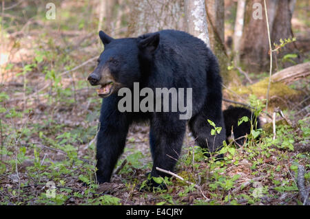 Black Bear Sow in the Great Smoky Mountains National Park in Tennnessee Stock Photo