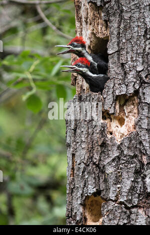 Pileated woodpecker feeding young birds, Sonoma County, California. Stock Photo