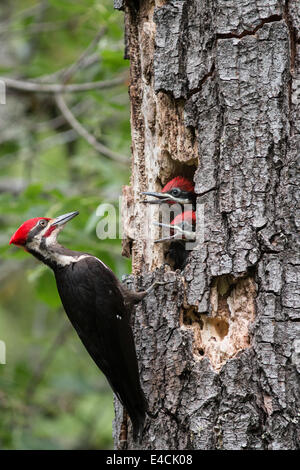 Pileated woodpecker feeding young birds, Sonoma County, California. Stock Photo