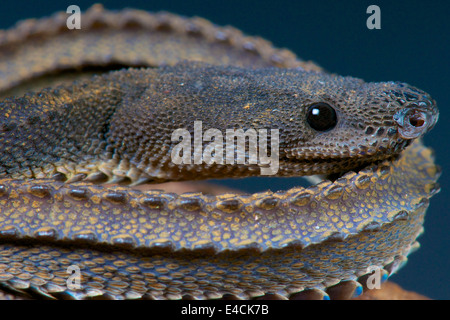 Dragon Snake Xenodermus Javanicus Stock Photo Alamy