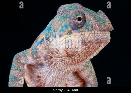Panther chameleon / Furcifer pardalis Stock Photo