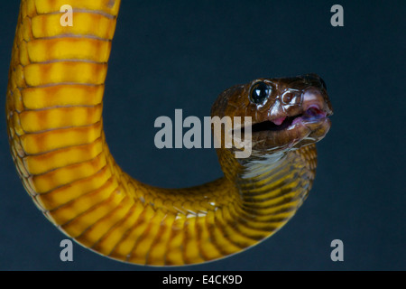 Inland taipan / Oxyuranus microlepidotus Stock Photo