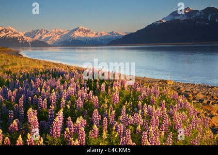 A field of lupine along Turnagain Arm, Chugach National Forest, Alaska. Stock Photo