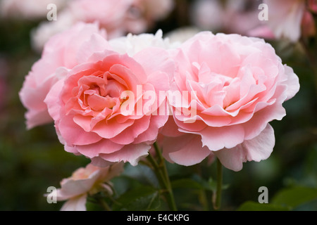 Rosa L'Aimant 'Harzola'. Shrub rose in an English garden. Stock Photo