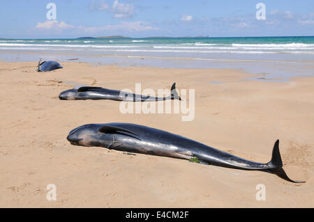 Falcarragh Strand, Donegal, Ireland. 8 Jul 2014 - Three pilot whales lie dying on a beach after deliberately beaching with 9 others. They had originally been rescued, but beached a second time. Credit:  Stephen Barnes/Alamy News Stock Photo