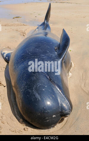 Falcarragh Strand, Donegal, Ireland. 8 Jul 2014 - A pilot whale lies dying on a beach after deliberately beaching with 11 others. They had originally been rescued, but beached a second time. Credit:  Stephen Barnes/Alamy News Stock Photo