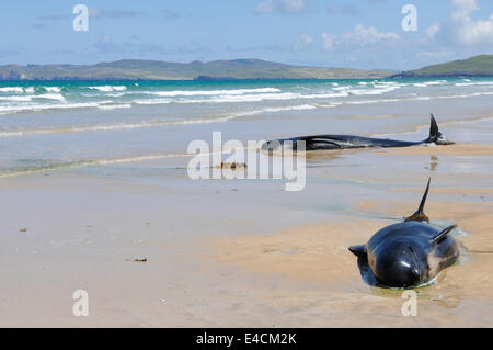 Falcarragh Strand, Donegal, Ireland. 8 Jul 2014 - Two pilot whales lie dying on a beach after deliberately beaching with 10 others. They had originally been rescued, but beached a second time. Credit:  Stephen Barnes/Alamy News Stock Photo