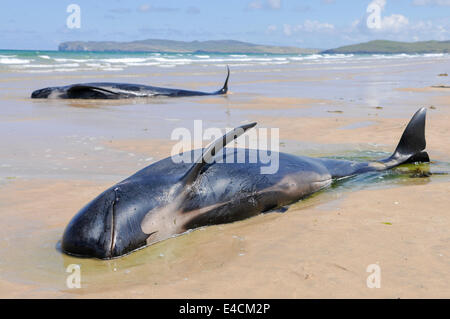 Falcarragh Strand, Donegal, Ireland. 8 Jul 2014 - Two pilot whales lie dying on a beach after deliberately beaching with 10 others. They had originally been rescued, but beached a second time. Credit:  Stephen Barnes/Alamy News Stock Photo