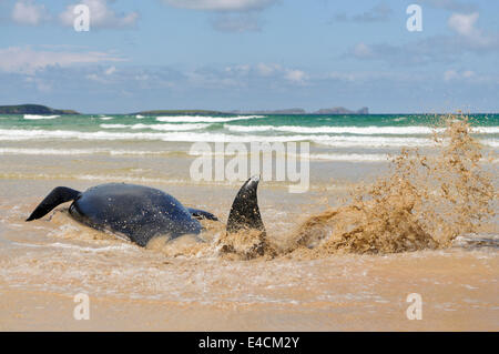 Falcarragh Strand, Donegal, Ireland. 8 Jul 2014 - A pilot whale thrashes about in its death throes.  Within two minutes, it had died. Credit:  Stephen Barnes/Alamy News Stock Photo