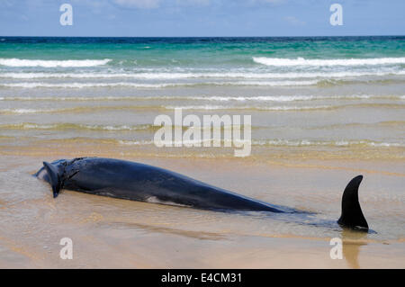 Falcarragh Strand, Donegal, Ireland. 8 Jul 2014 - A pilot whale lies dying on a beach after deliberately beaching with 11 others. They had originally been rescued, but beached a second time. Credit:  Stephen Barnes/Alamy News Stock Photo