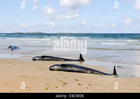 Falcarragh Strand, Donegal, Ireland. 8 Jul 2014 - Twelve pilot whales die after deliberately beaching. They had originally been rescued, but beached a second time. Credit:  Stephen Barnes/Alamy News Stock Photo