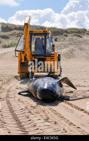 Falcarragh Strand, Donegal, Ireland. 8 Jul 2014 - A JCB pulls a dead pilot whale onto a beach for disposal. Credit:  Stephen Barnes/Alamy Live News Stock Photo