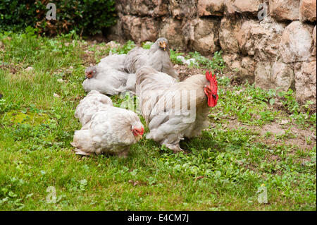Lavender Pekin Bantam cockerel and his hens in the grass Stock Photo