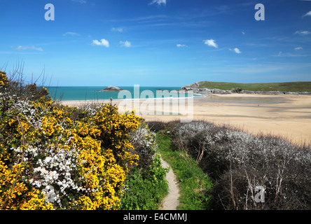 A coastal footpath beside a sandy beach with sand dunes with yellow gorse blossom on the left. Stock Photo