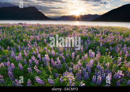 Field of Lupine wildflowers along Turnagain Arm, Chugach National Forest, Alaska. Stock Photo