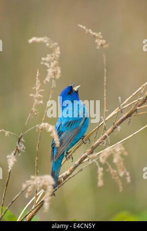 Male Indigo Bunting Singing in the Spring Stock Photo - Alamy