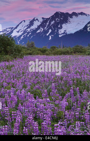 Field of Lupine wildflowers along Turnagain Arm, Chugach National Forest, Alaska. Stock Photo