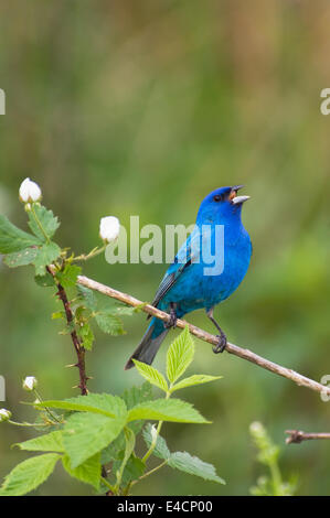 Indigo Bunting Singing Perched In Hawthorn Blossoms Stock Photo - Alamy