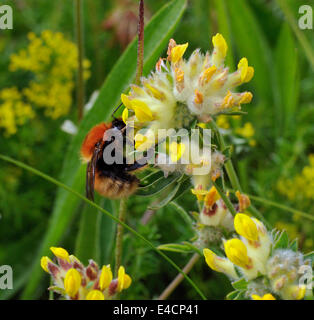 Moss Carder Bee - Bombus muscorum on Kidney Vetch  - Anthyllis vulneraria Stock Photo