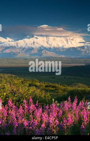 Fireweed and Mt. McKinley, locally known as Denali, Denali National Park, Alaska. Stock Photo