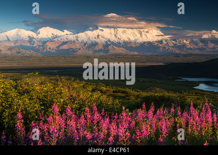 Fireweed and Mt. McKinley, locally known as Denali, Denali National Park, Alaska. Stock Photo