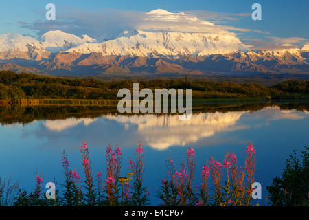 Fireweed and Mt. McKinley, locally known as Denali, at at Reflection Pond, Denali National Park, Alaska. Stock Photo