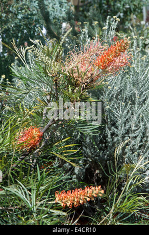 Grevillea 'Coastal Sunset' Stock Photo