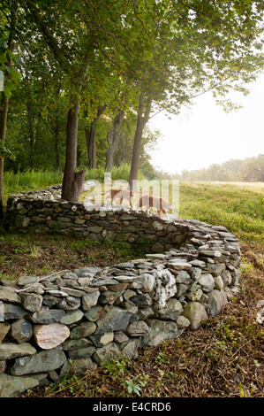 Pair of ginger cats on dry stone wall at forest edge Stock Photo