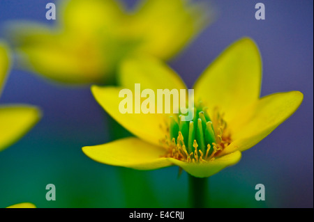 A Marsh Marigold (Caltha palustris) growing just outside an EPA Superfund site in Southeast Michigan, USA. Stock Photo