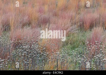 Frost covers these seed heads in an Oak Savanna in Stony Creek Metropark, Michigan, USA. Stock Photo