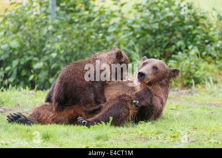 A Brown or Grizzly Bear sow nursing spring cubs, Lake Clark National Park, Alaska. Stock Photo