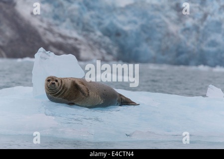 Harbor Seal in Prince William Sound, Chugach National Forest, Alaska. Stock Photo
