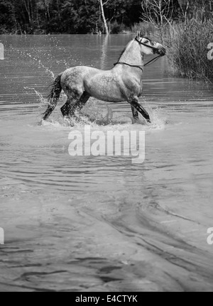 Beautiful horse galloping in the clear pool Stock Photo