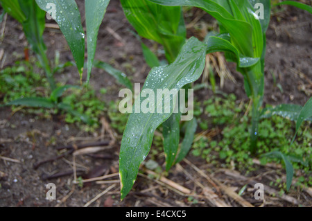 The leaf of a Corn stalk with morning dew on it Stock Photo