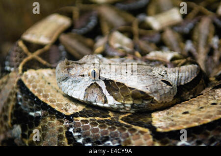 Gaboon Viper Stock Photo