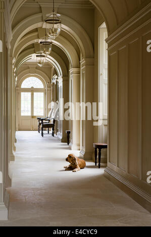 A spaniel sits in an arched corridor with sandstone flagged floor Stock Photo