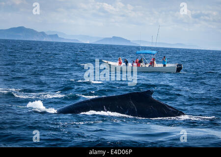 Tourists photograph a humpback whale near Mazatlan, Sinaloa, Mexico. Stock Photo