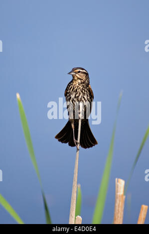 Female Red-winged Blackbird Perched on Cattail in Southern Indiana Stock Photo