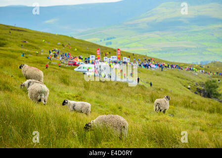 Sheep and spectators awaiting arrival of the 2014 Tour de France first stage over Buttertubs Pass North Yorkshire Stock Photo