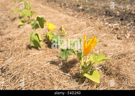 Squash and marrow newly sown organic crop flowering on straw to keep off slugs snails and invading weeds Stock Photo
