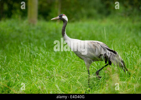 Gray common crane (Grus grus), adult, Lower Saxony, Germany Stock Photo