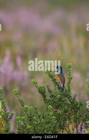 Orange-breasted Sunbird (Anthobaphes violacea), fynbos, heathland, Western Cape, South Africa Stock Photo