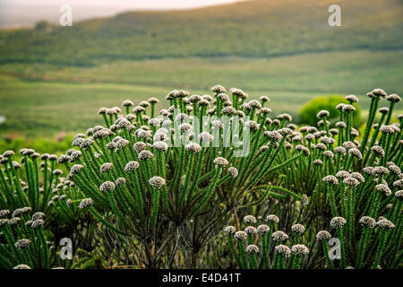 Fynbos, heathland vegetation, Grootbos, Gansbay, Western Cape, South Africa Stock Photo